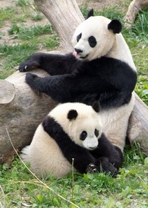 2_pandas