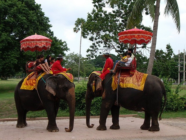 Thai_Elephant